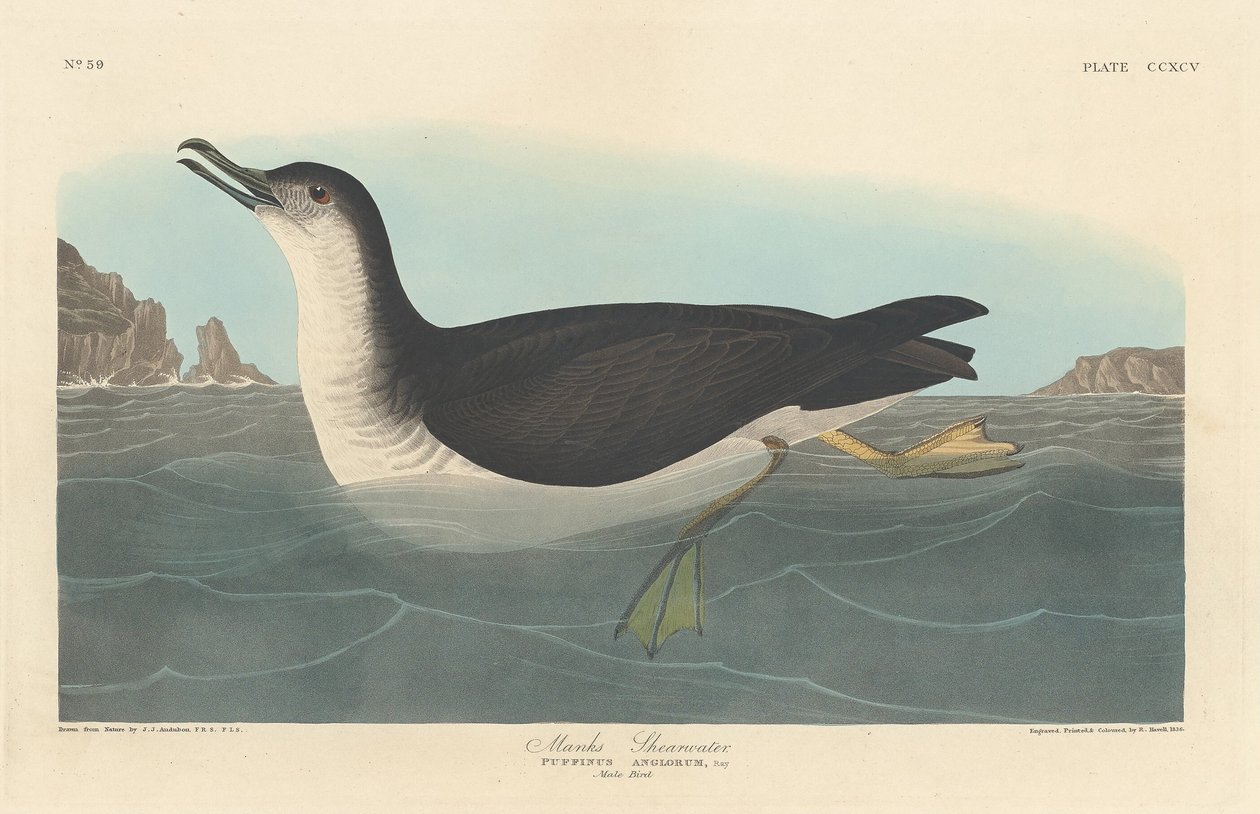 Manks-Sturmtaucher von Robert Havell after John James Audubon