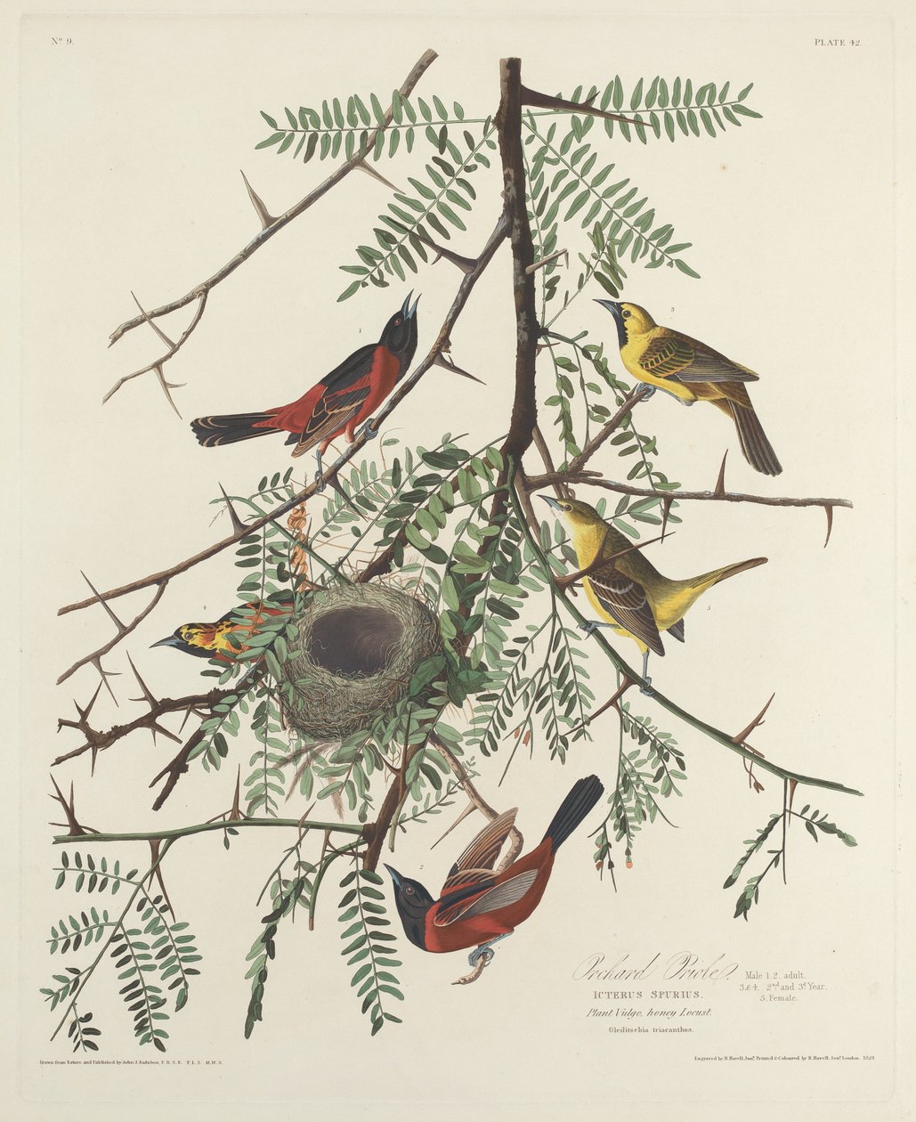 Gartenwaldsänger von Robert Havell after John James Audubon