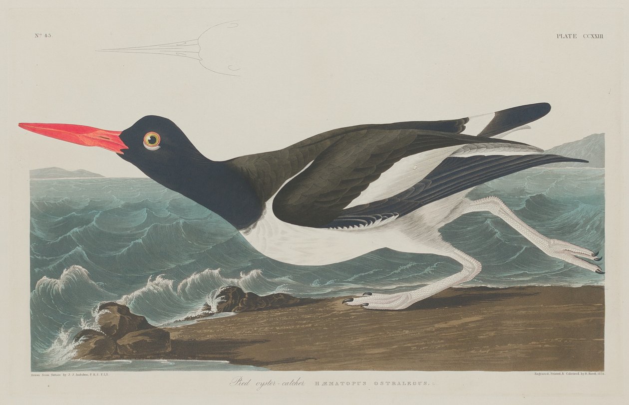 Austernfischer von Robert Havell after John James Audubon