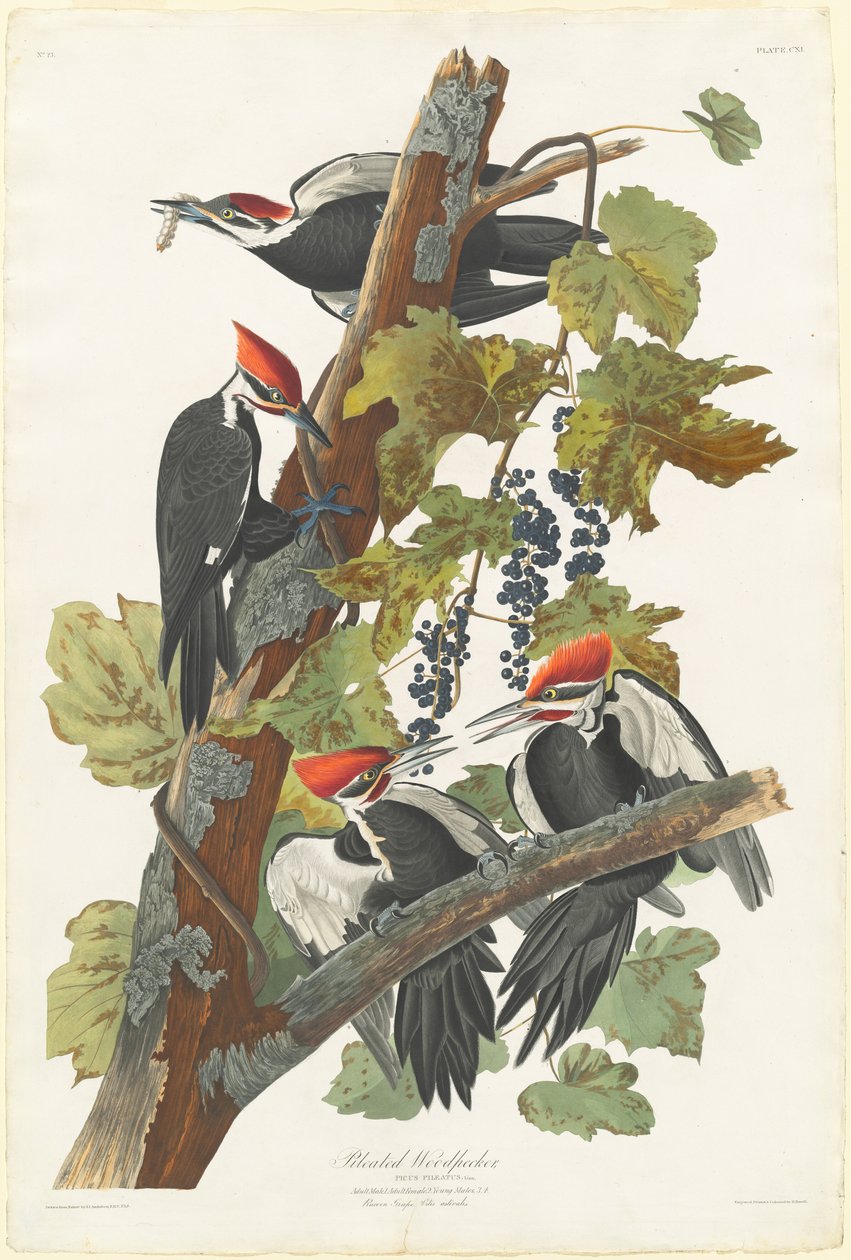 Helmspecht von Robert Havell after John James Audubon