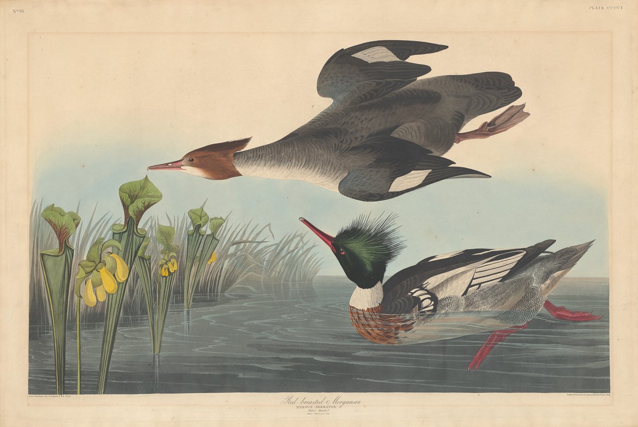 Gänsesäger von Robert Havell after John James Audubon