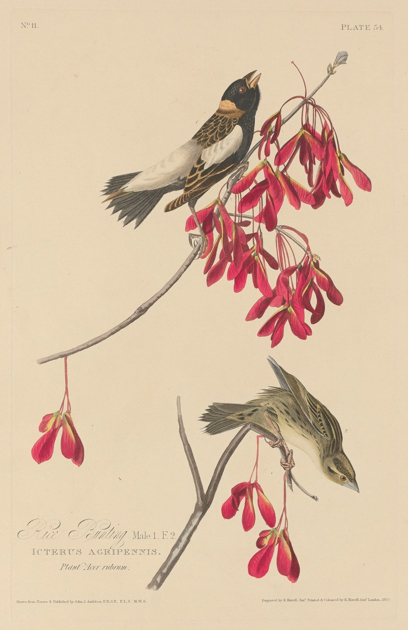 Reisammer von Robert Havell after John James Audubon