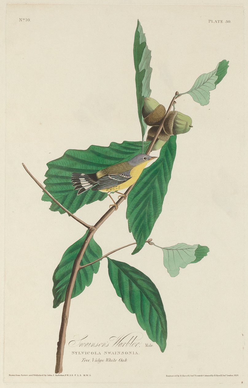 Swainsons Waldsänger von Robert Havell after John James Audubon