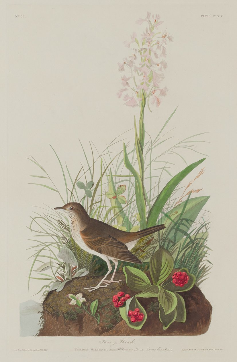 Brauner Drossel von Robert Havell after John James Audubon