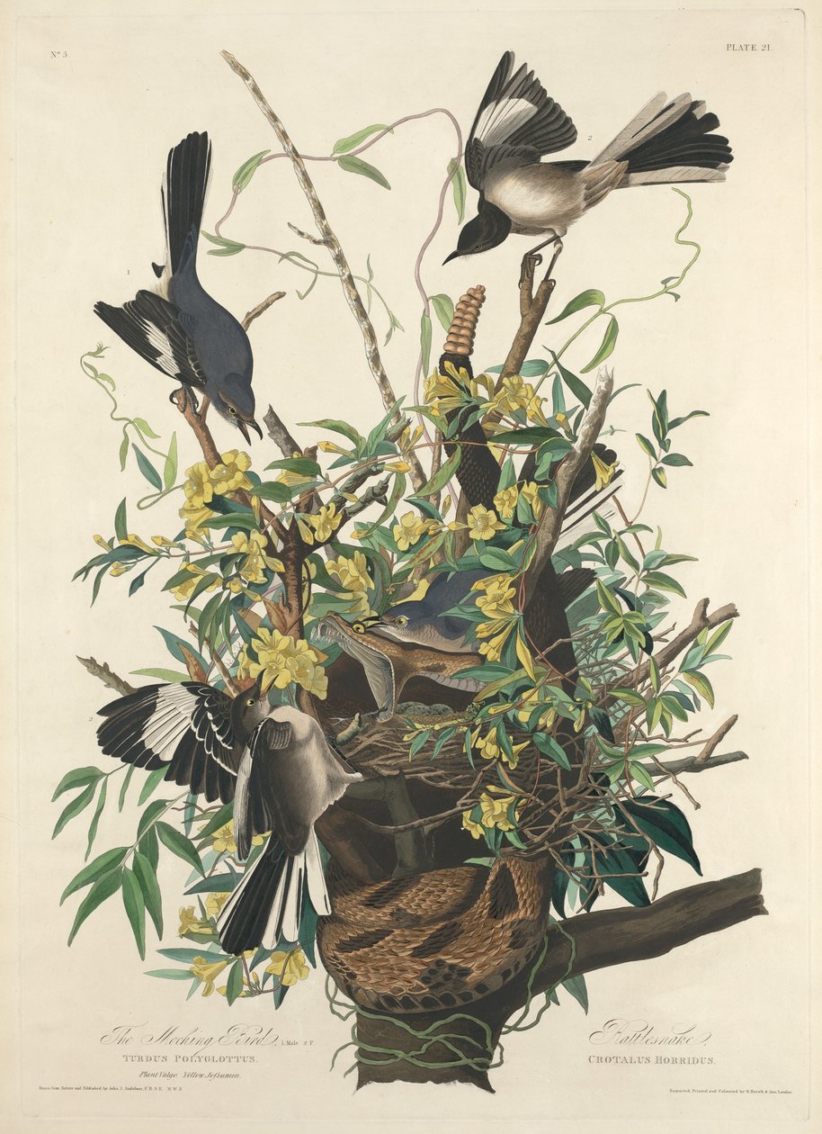 Der Spottdrossel von Robert Havell after John James Audubon
