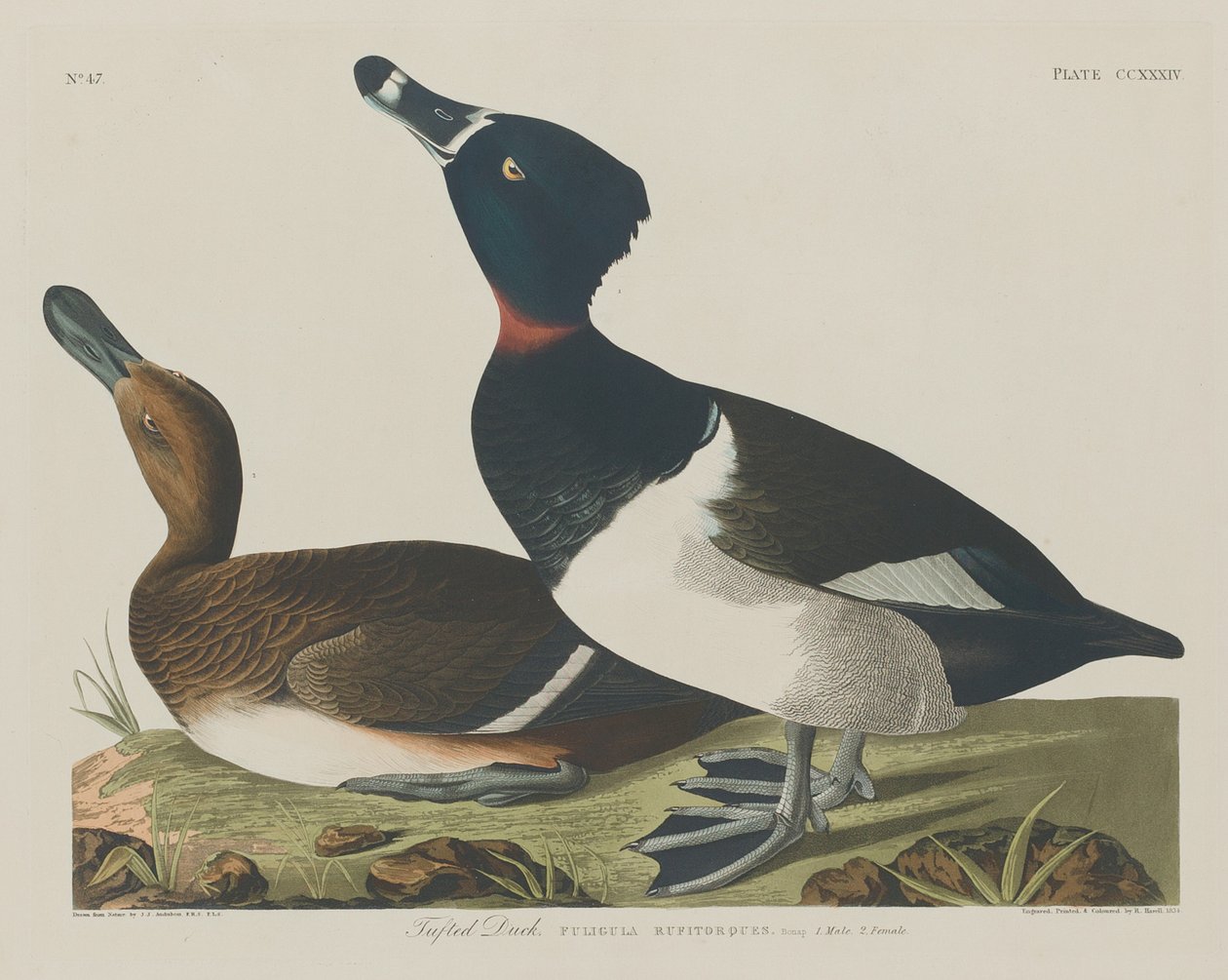 Reiherente von Robert Havell after John James Audubon