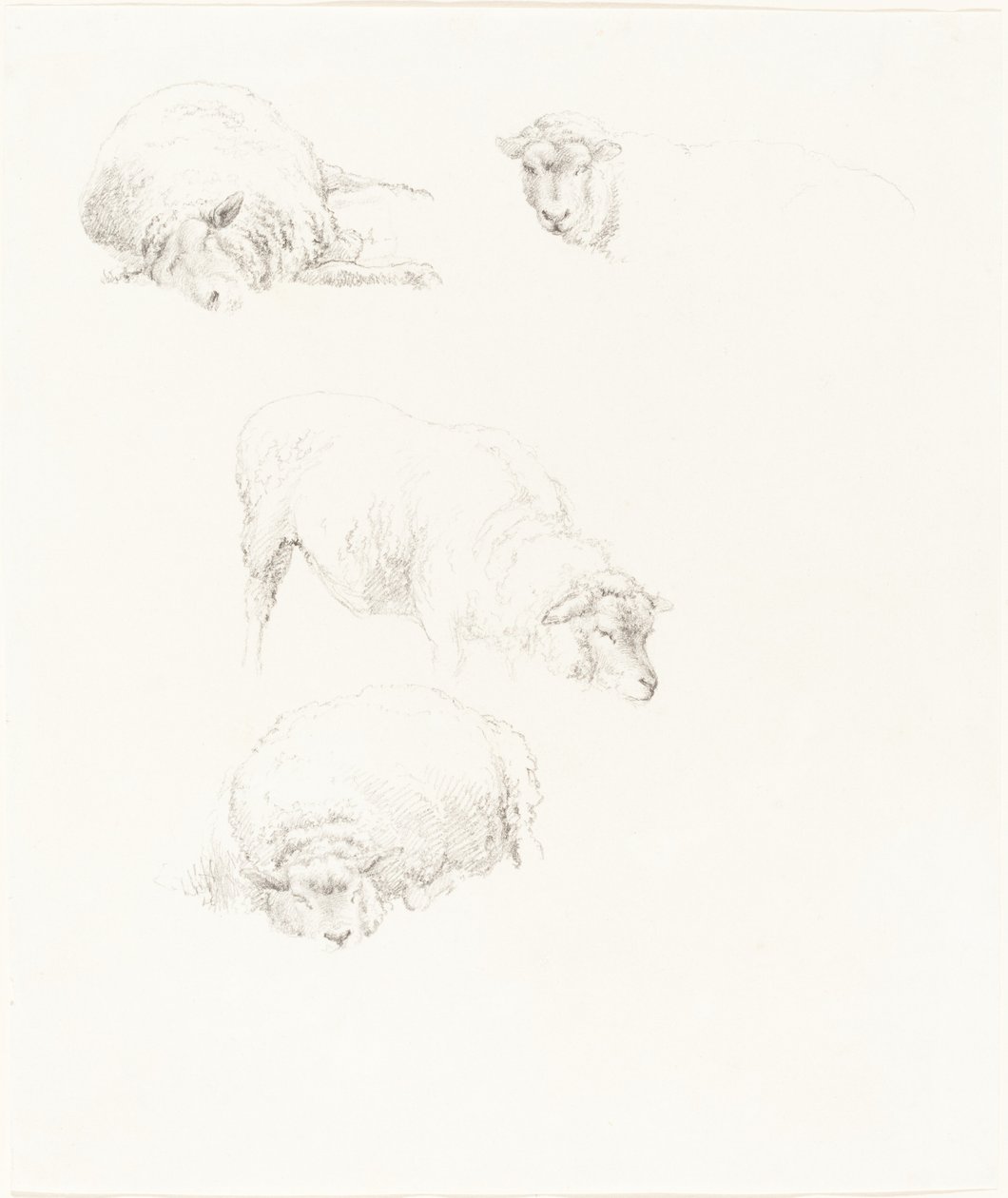 Studien von Schafen von Robert Hills