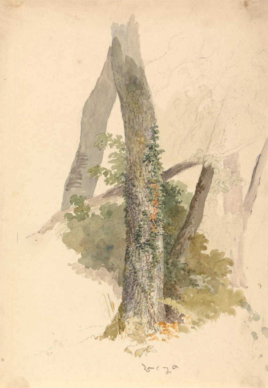 Baumstudie mit Efeu, der an einem Baumstumpf hochklettert von Robert Hills