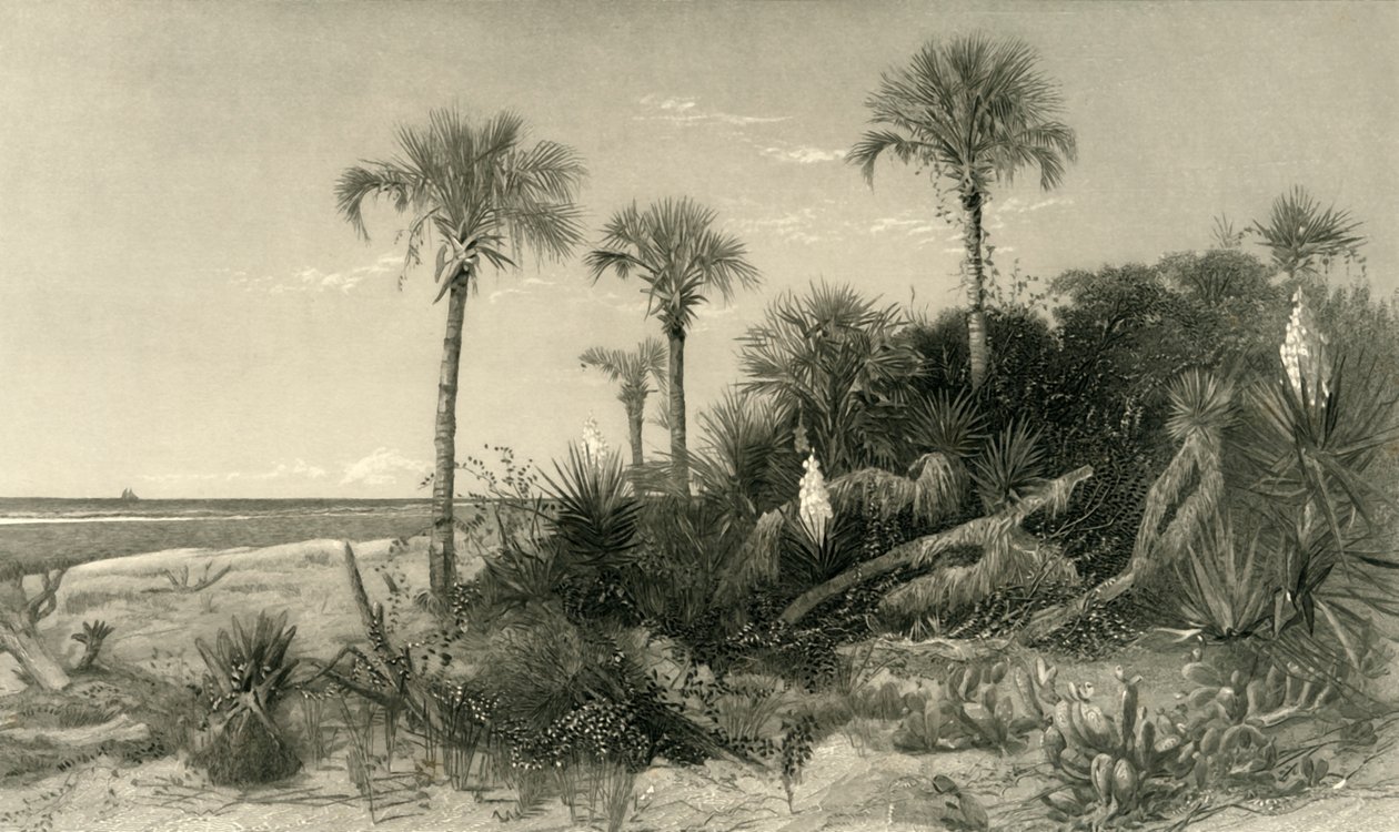 An der Küste Floridas, 1872 von Robert Hinshelwood