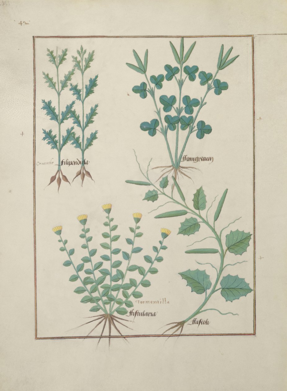 Filipendula oben, Fistularia und Faseolus unten, Illustration aus Das Buch der einfachen Heilmittel von Mattheaus Platearius von Robinet Testard