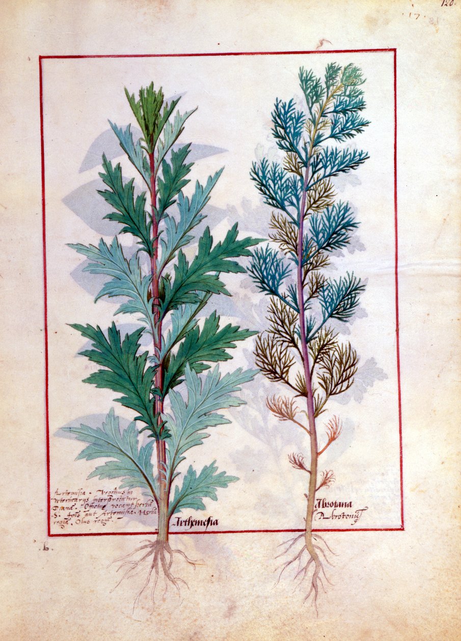 Zwei Arten von Artemesia, Illustration aus 
