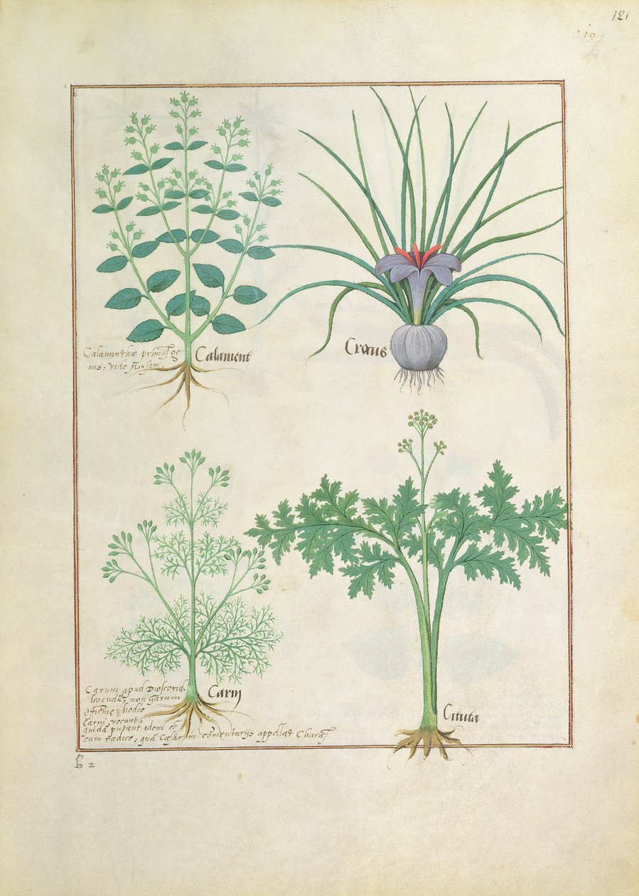 Kalamint, Krokus, Kümmel und Citusa, Illustration aus dem Buch der einfachen Heilmittel von Mattheaus Platearius 121r von Robinet Testard
