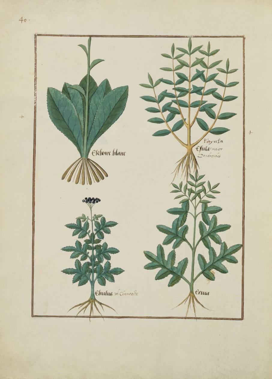 Illustration aus dem Buch der einfachen Heilmittel von Mattheaus Platearius (gest. um 1161) c.1470 von Robinet Testard