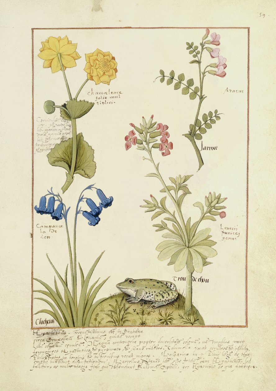 Illustration aus dem Buch der einfachen Heilmittel von Mattheaus Platearius 141r von Robinet Testard