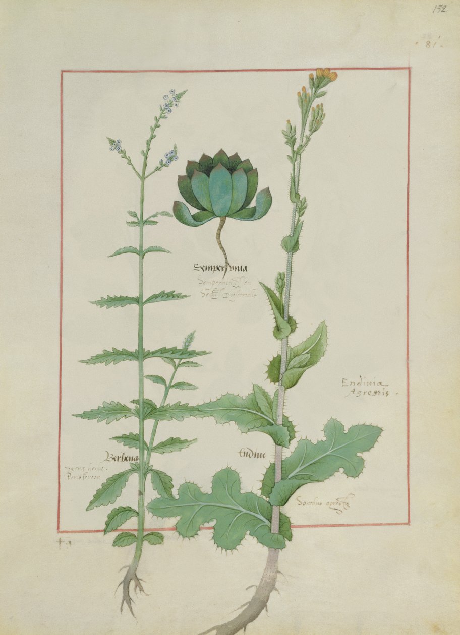 Illustration aus dem Buch der einfachen Heilmittel von Mattheaus Platearius (gest. um 1161) c.1470 von Robinet Testard