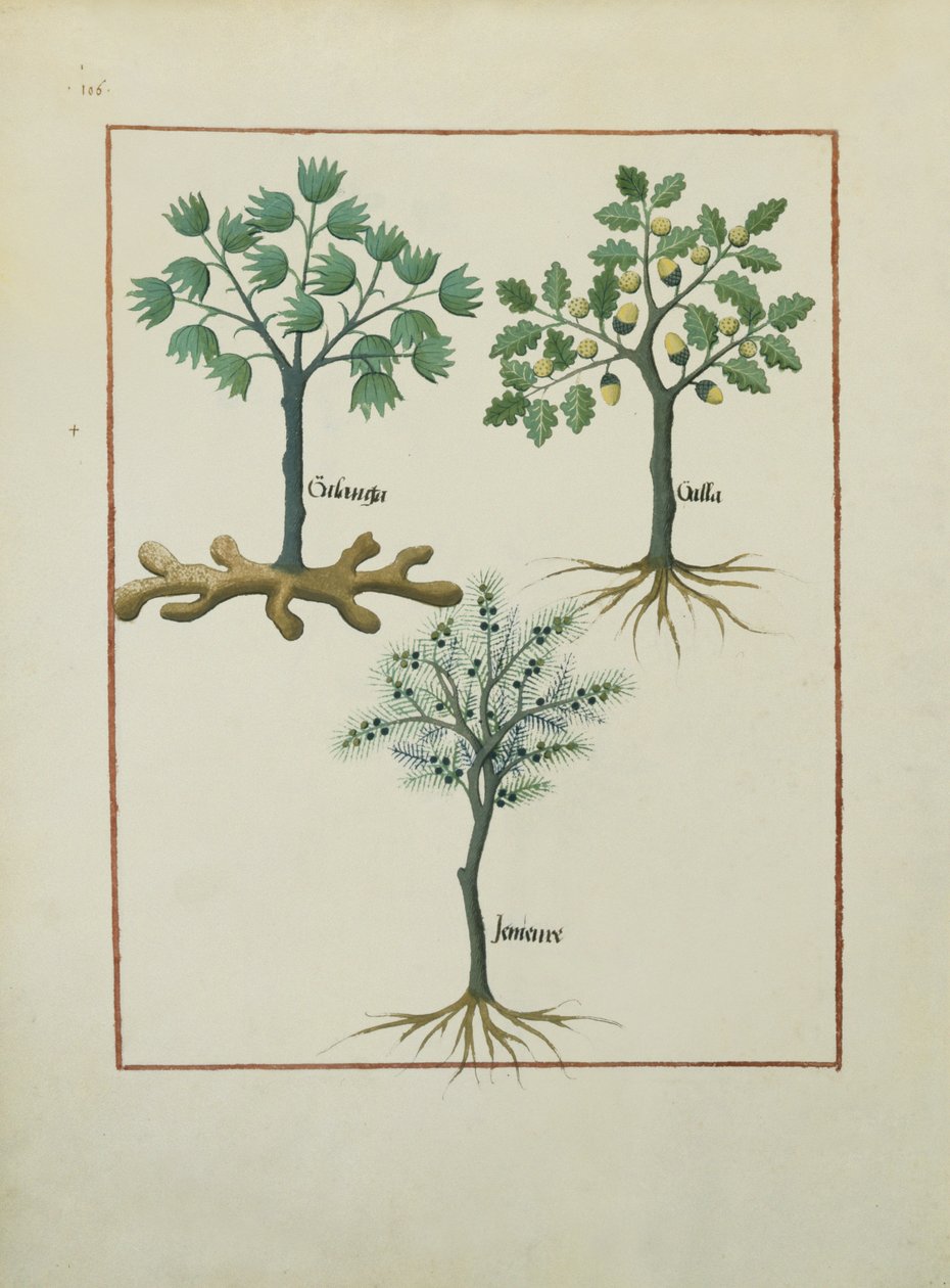 Illustration aus dem Buch der einfachen Heilmittel von Mattheaus Platearius (gest. um 1161) c.1470 von Robinet Testard