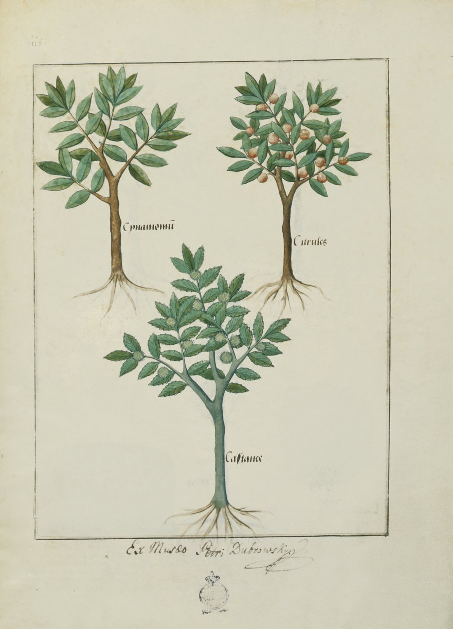 Illustration aus dem Buch der einfachen Heilmittel von Mattheaus Platearius (gest. um 1161) c.1470 von Robinet Testard