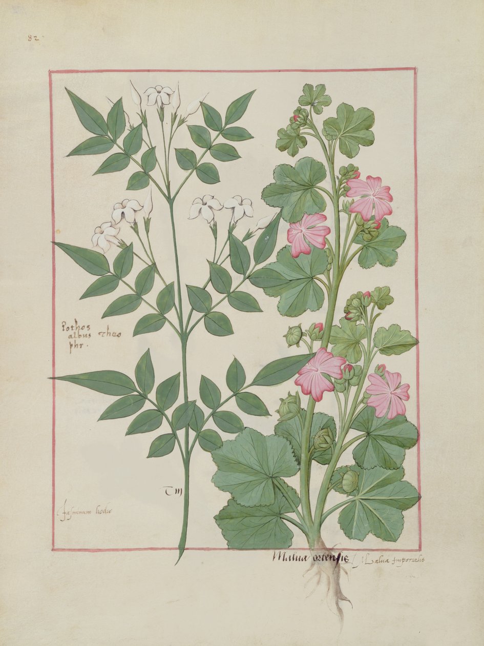 Illustration aus dem Buch der einfachen Heilmittel von Mattheaus Platearius (gest. um 1161) c.1470 von Robinet Testard