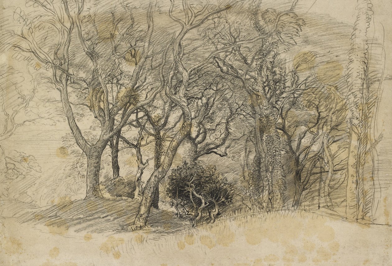 Studie von Bäumen, Clovelly Park, 1834 von Samuel Palmer