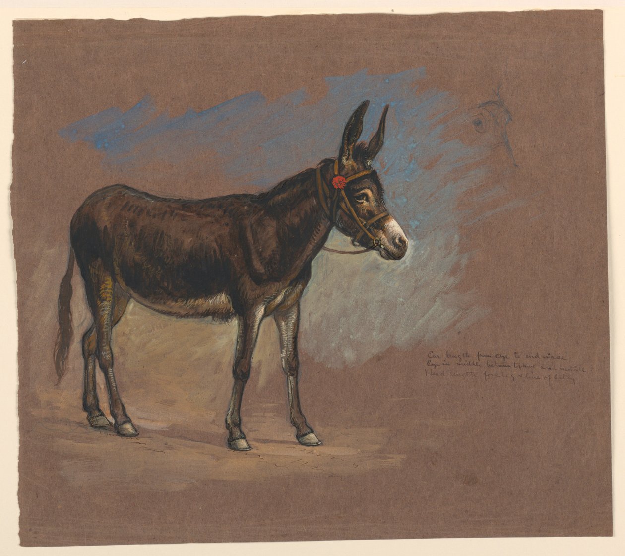Studie eines Maultiers von Samuel Colman