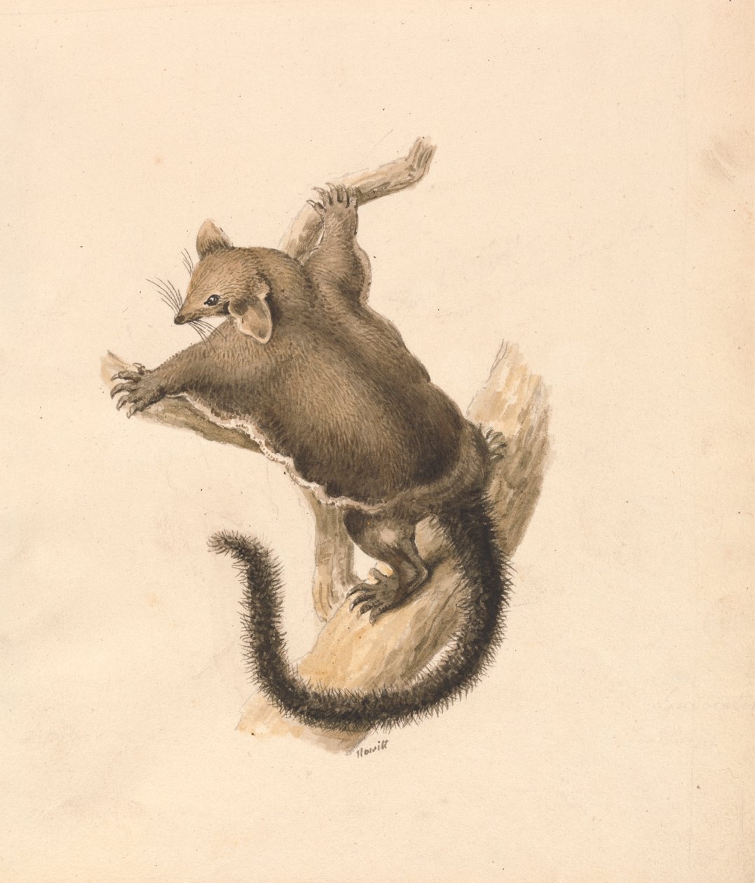 Fliegendes Eichhörnchen von Samuel Howitt