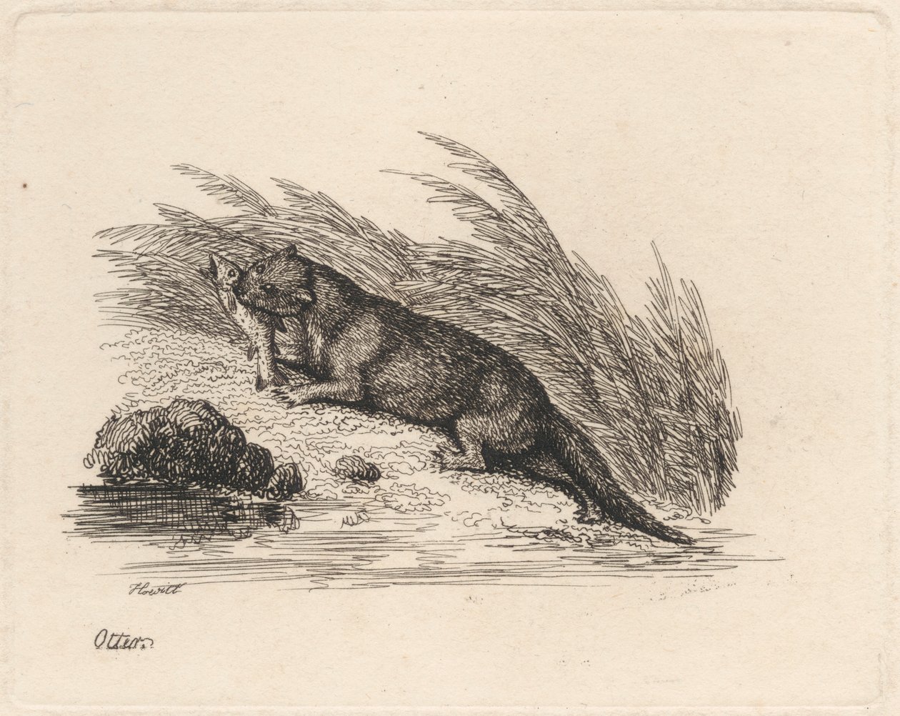 Otter von Samuel Howitt
