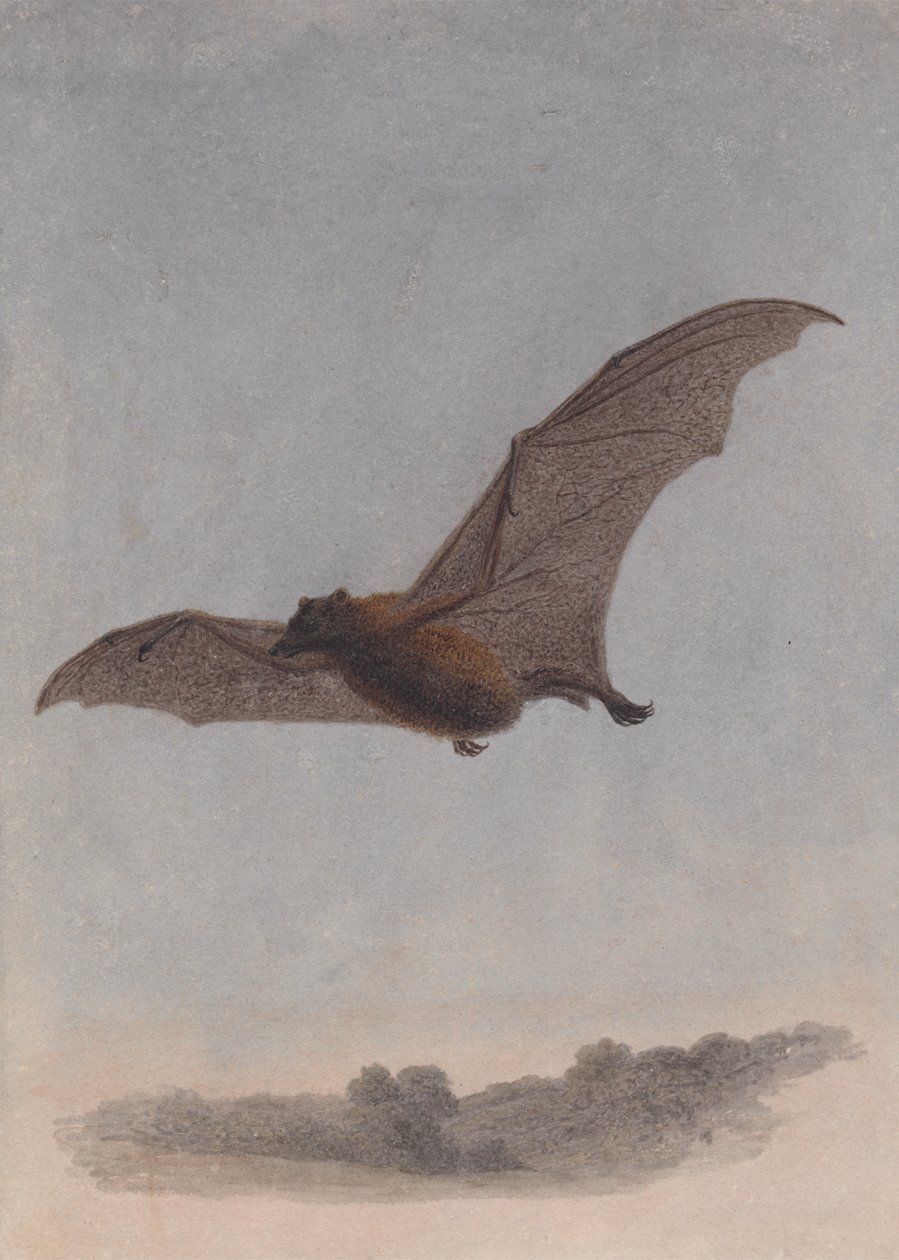 Studie einer Vampirfledermaus von Samuel Howitt