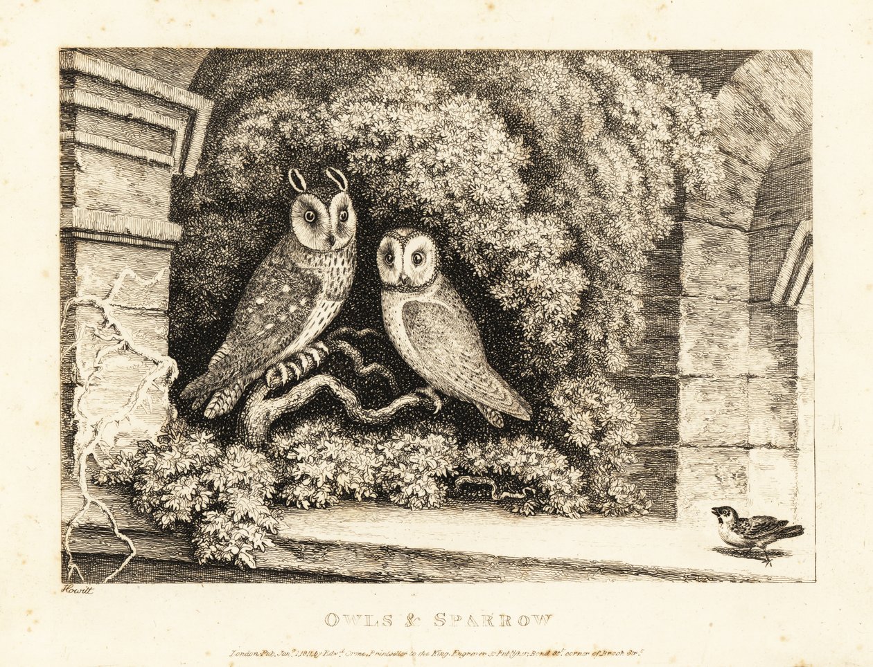 Zwei Eulen und ein Spatz. 1811 (Radierung) von Samuel Howitt