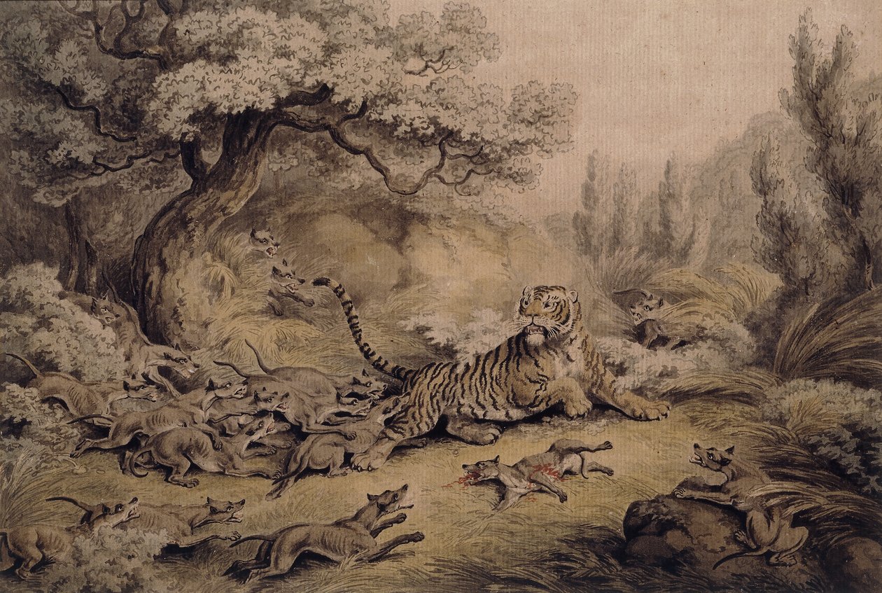 Wilde Hunde greifen einen Tiger an von Samuel Howitt