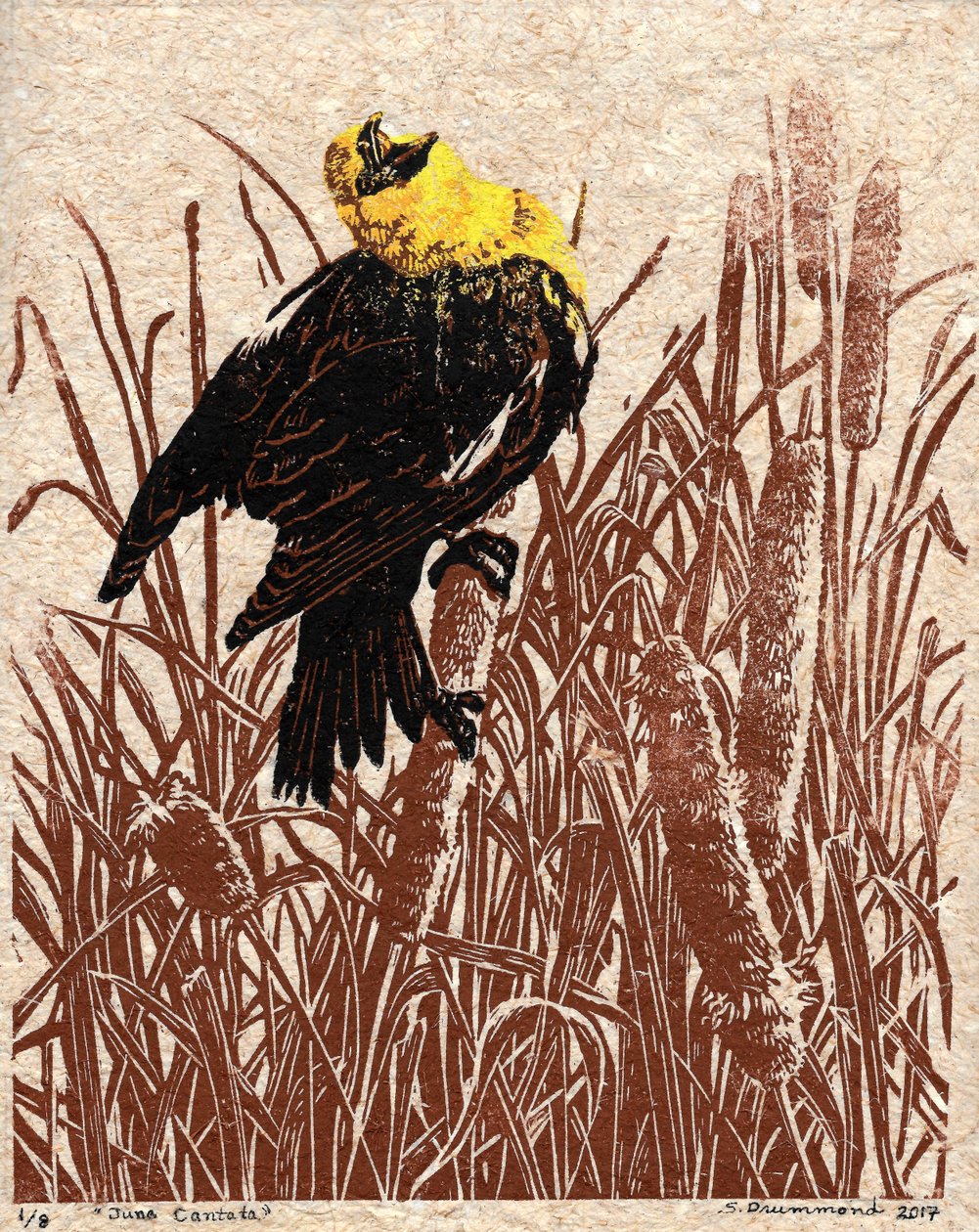 Rohrkolben-Kantate, 2017 von Sarah Drummond
