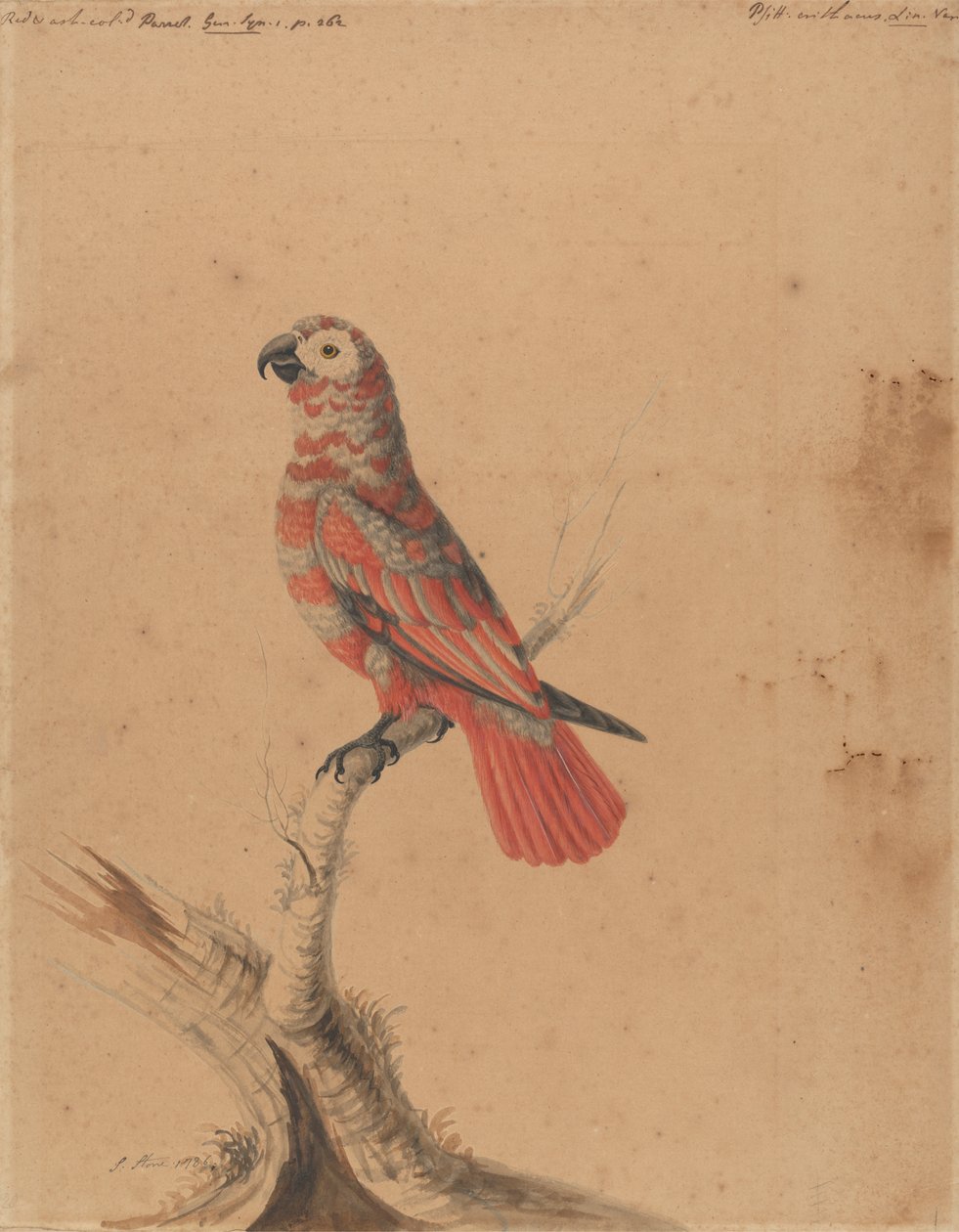 Ein roter Papagei von Sarah Stone