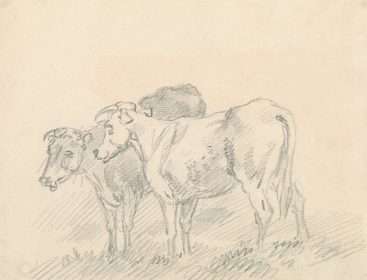 Zwei Kühe von Sawrey Gilpin
