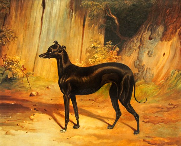 Italienischer Windhund von School English