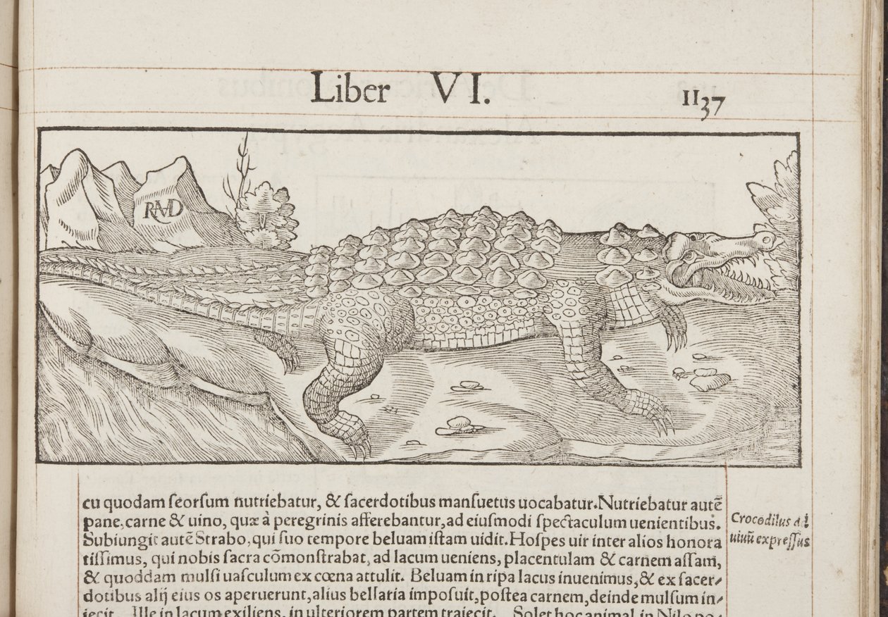 Cosmographia, Fol 1137, 1544 von Sebastian Munster