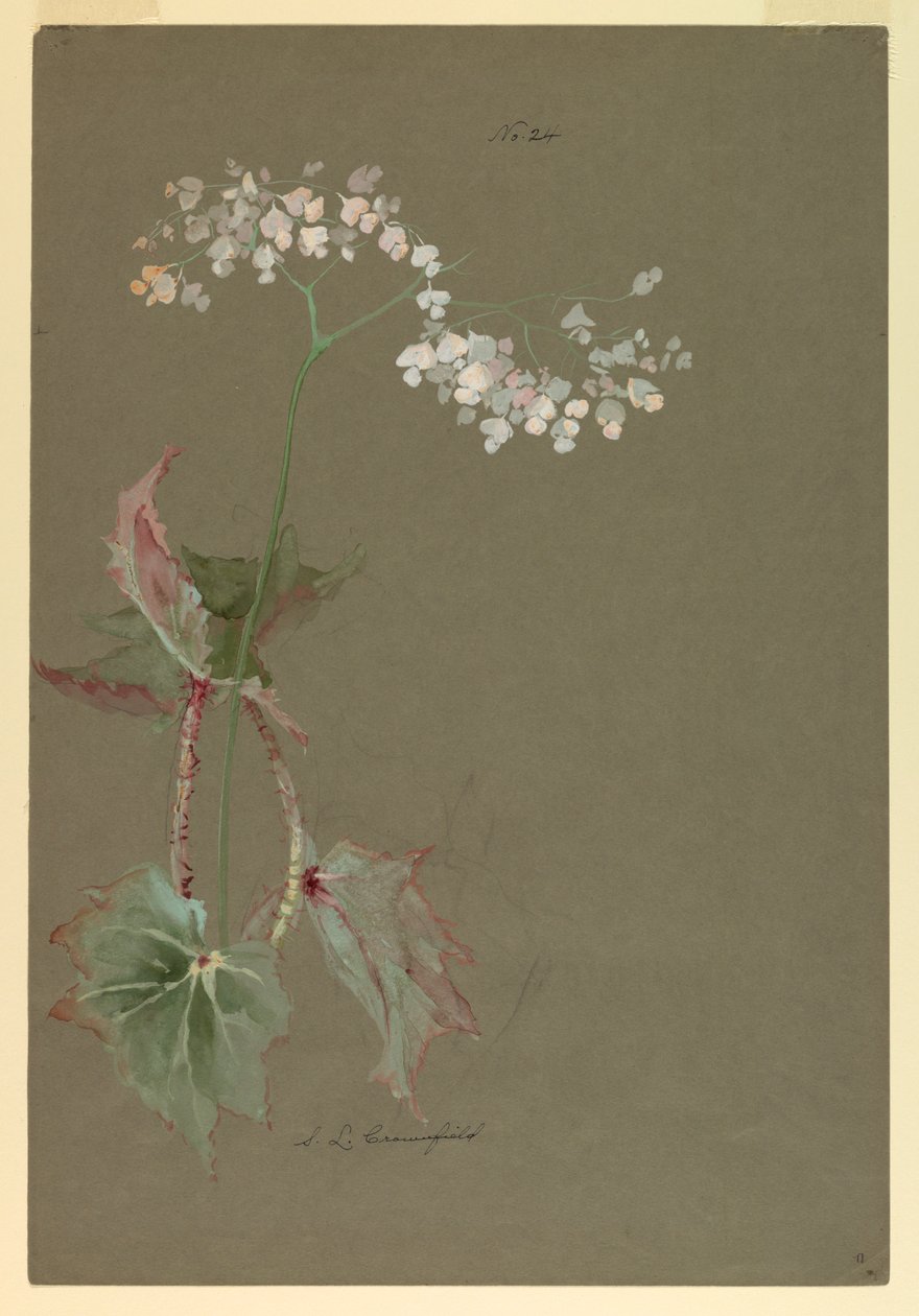 Zeichnung, Studie von Sophia L. Crownfield