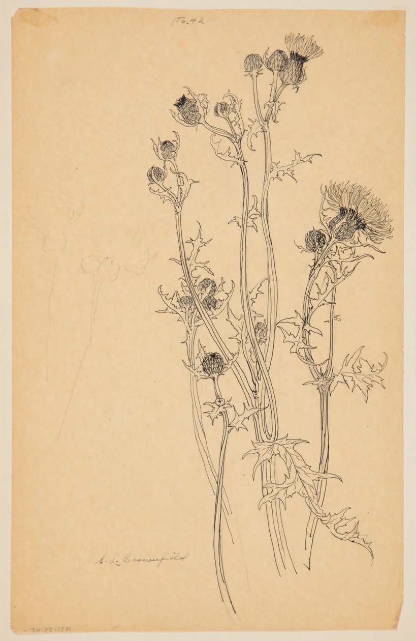 Studie von Distelpflanzen von Sophia L. Crownfield