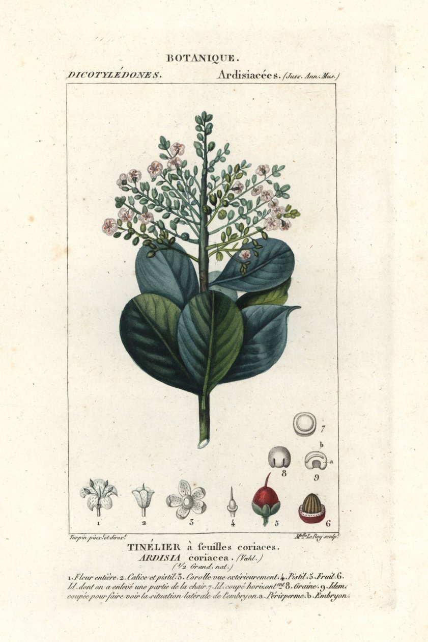 Beefwood, Ardisia coriacea von Stanghi Stanghi