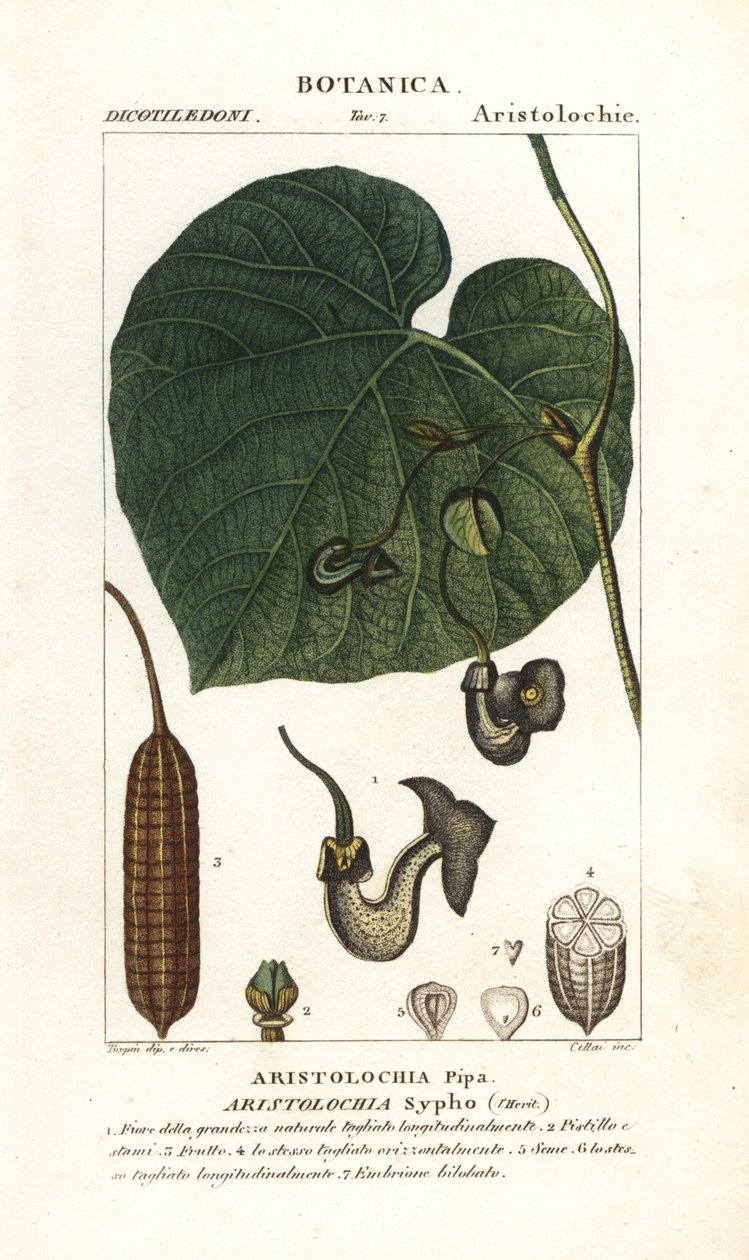 Pfeifenwinde, Aristolochia macrophylla von Stanghi Stanghi