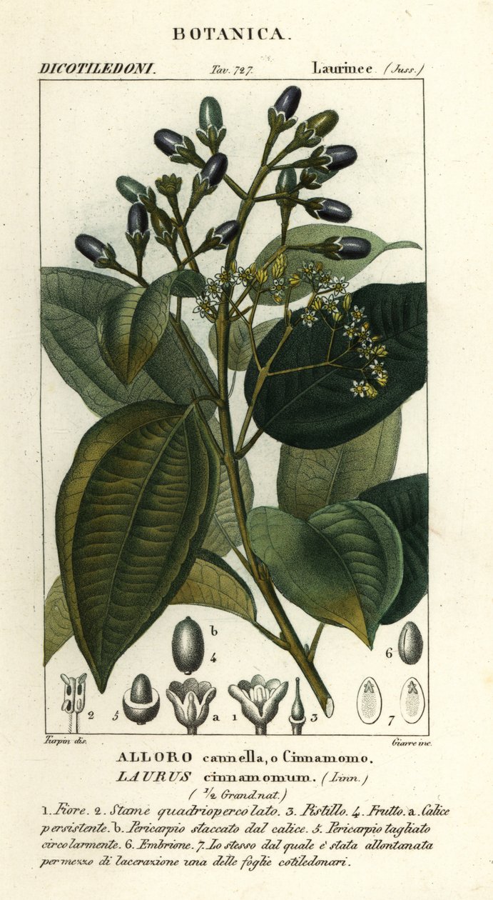 Echter Zimtbaum, Cinnamomum verum von Stanghi Stanghi