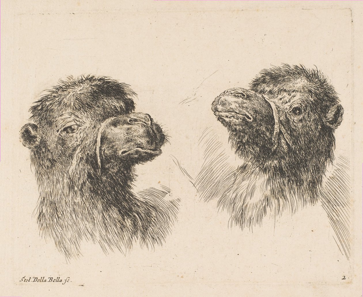 Zwei Kamelköpfe, ca. 1641 von Stefano della Bella