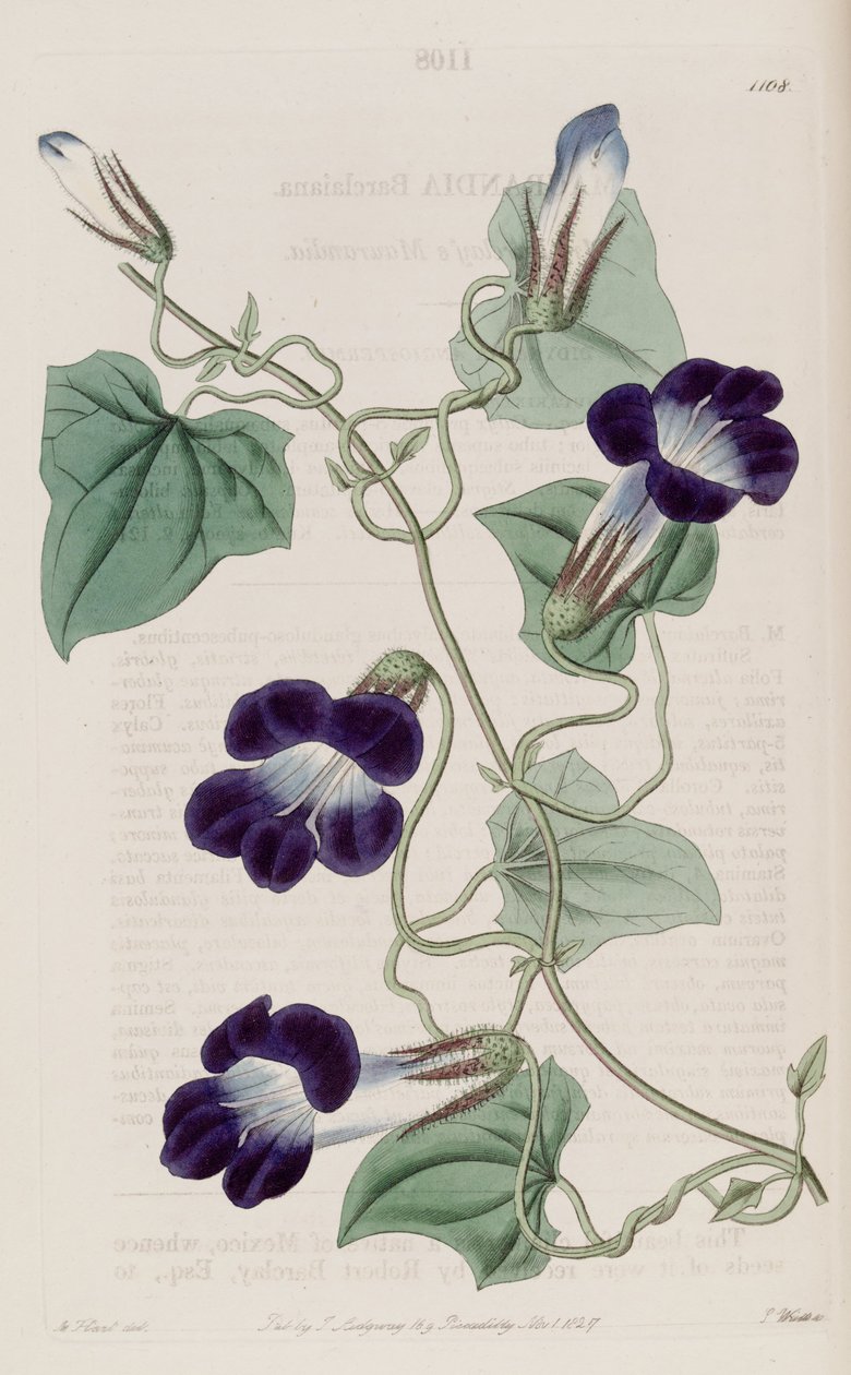 Maurandya barclaiana von Sydenham Teast Edwards
