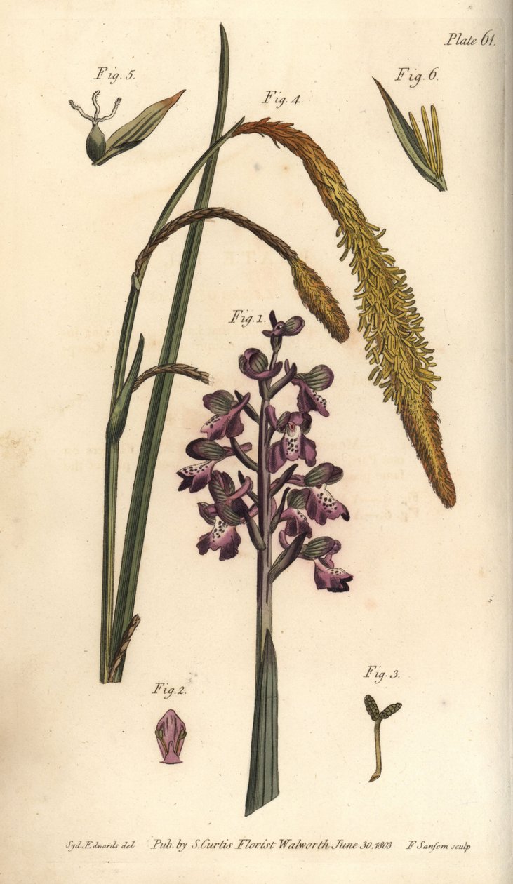 Purpur-Orchidee, Orchis mascula, Gynandria von Sydenham Teast Edwards