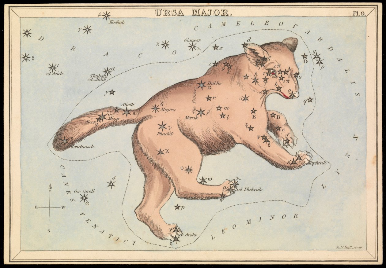 Großer Bär, ca. 1825 (Karton, Papier, Gewebe) von Sydney Hall