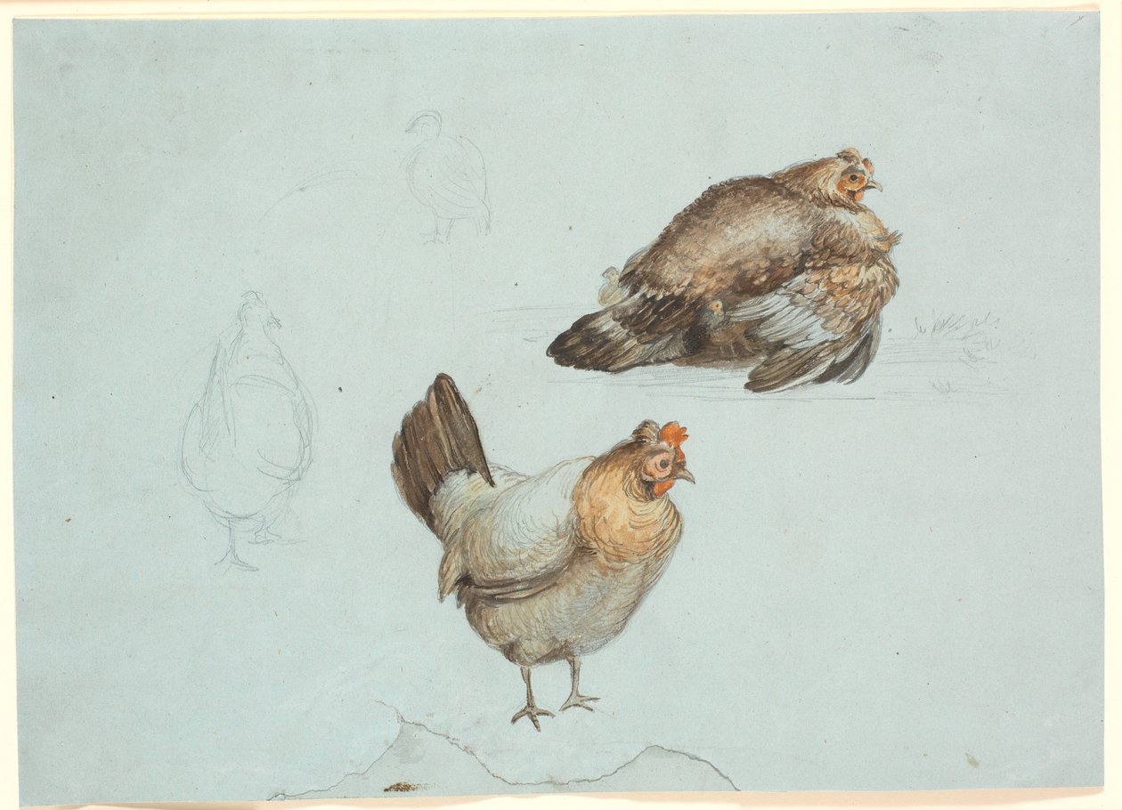 Hühner. Studie von Theodor Philipsen