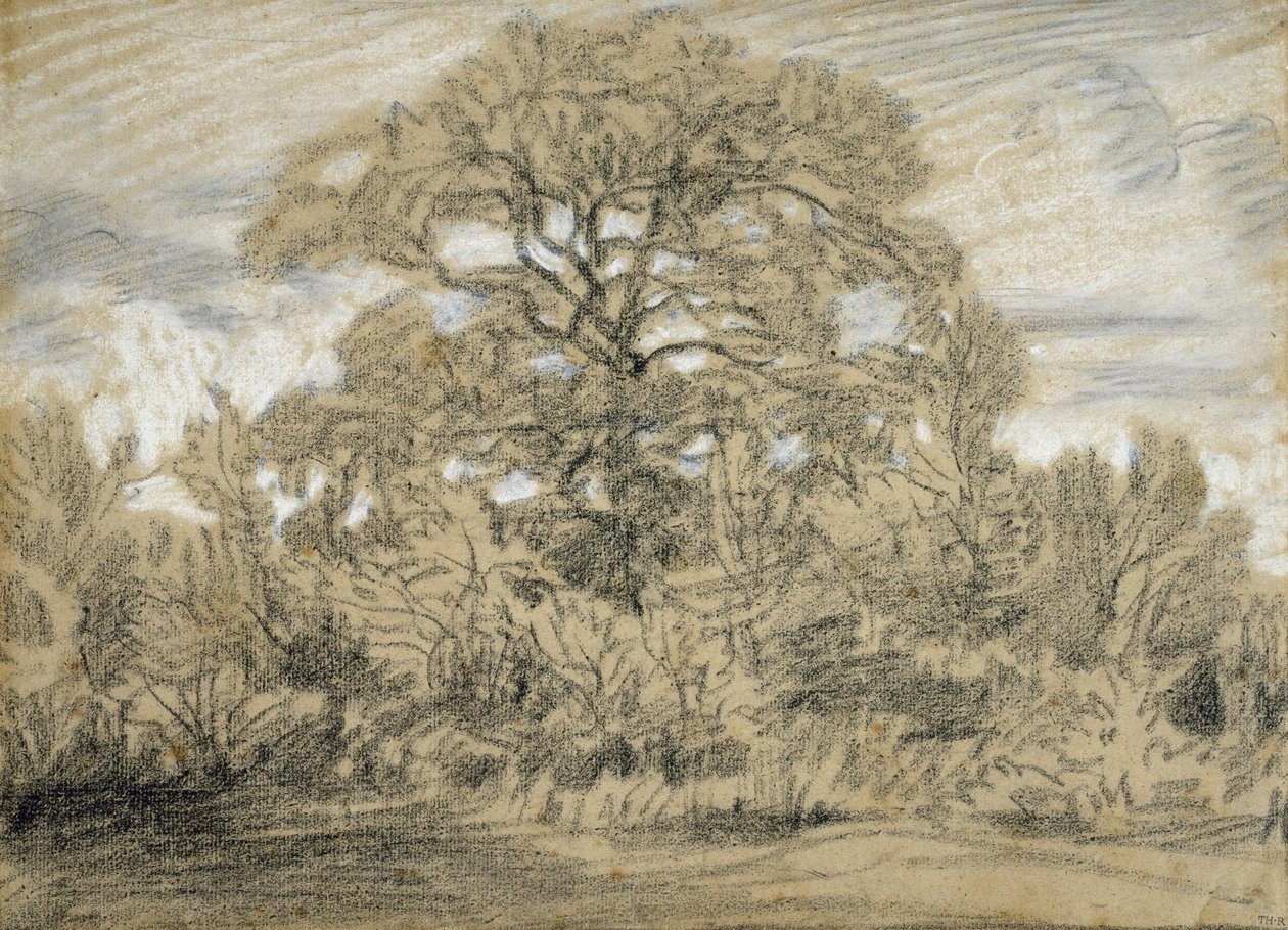 Studie einer Eiche von Pierre Etienne Theodore Rousseau