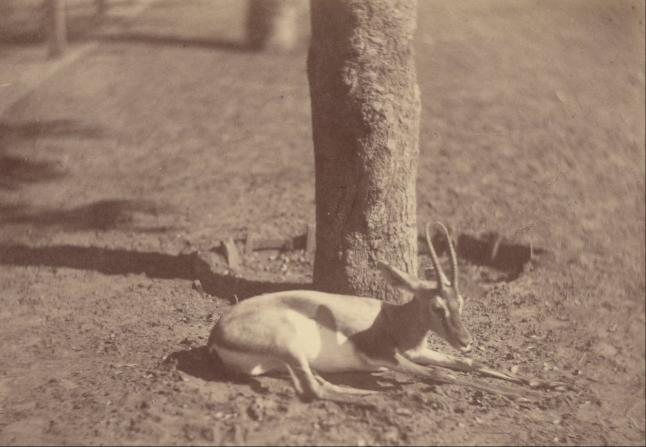 Gazelle, die an einem Baum liegt von Théodule Devéria