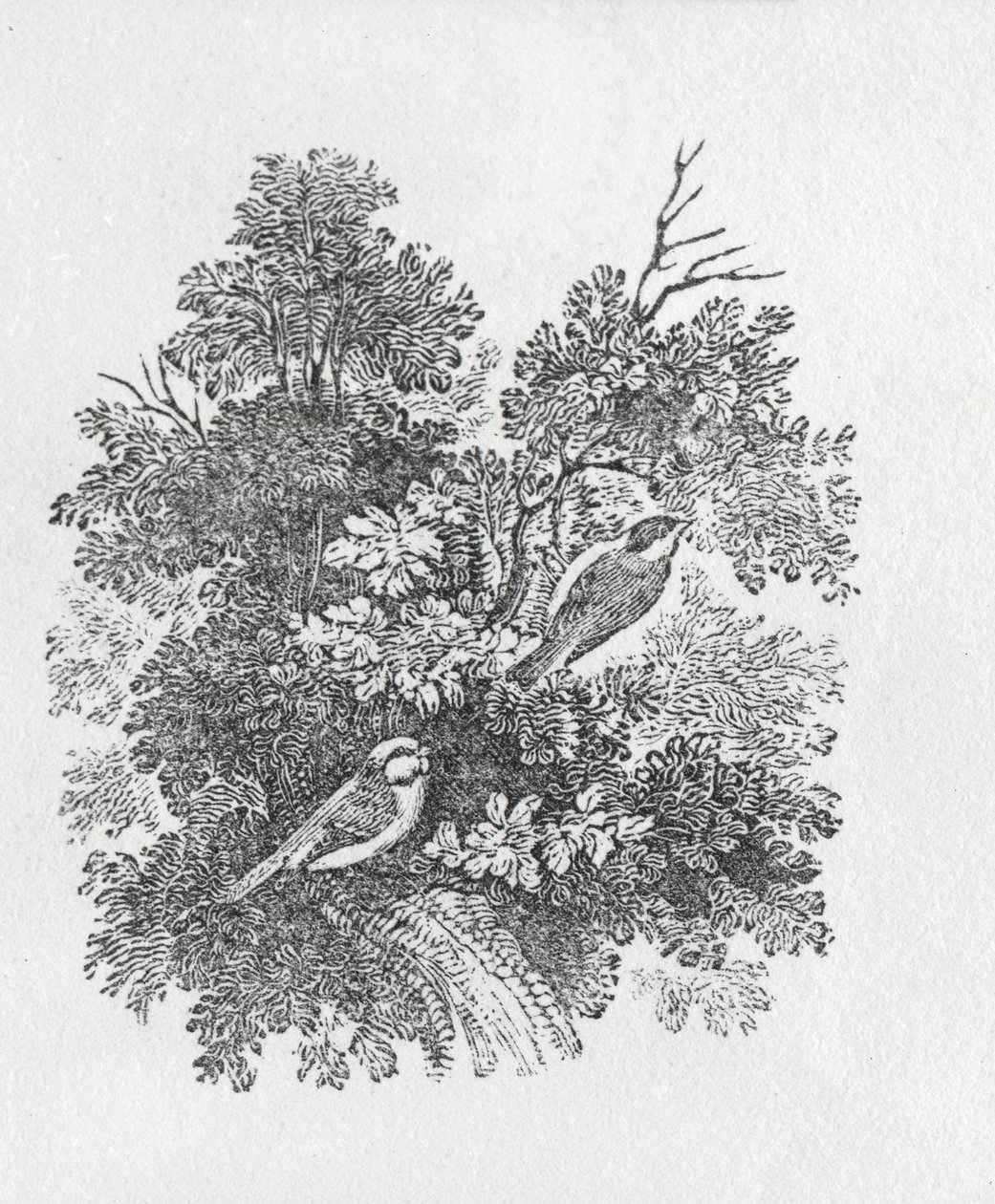 Langschwanzmeise aus Geschichte der britischen Vögel und Säugetiere von Thomas Bewick