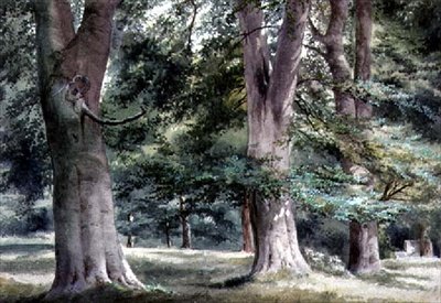 Studie von Buchen von Thomas Collier