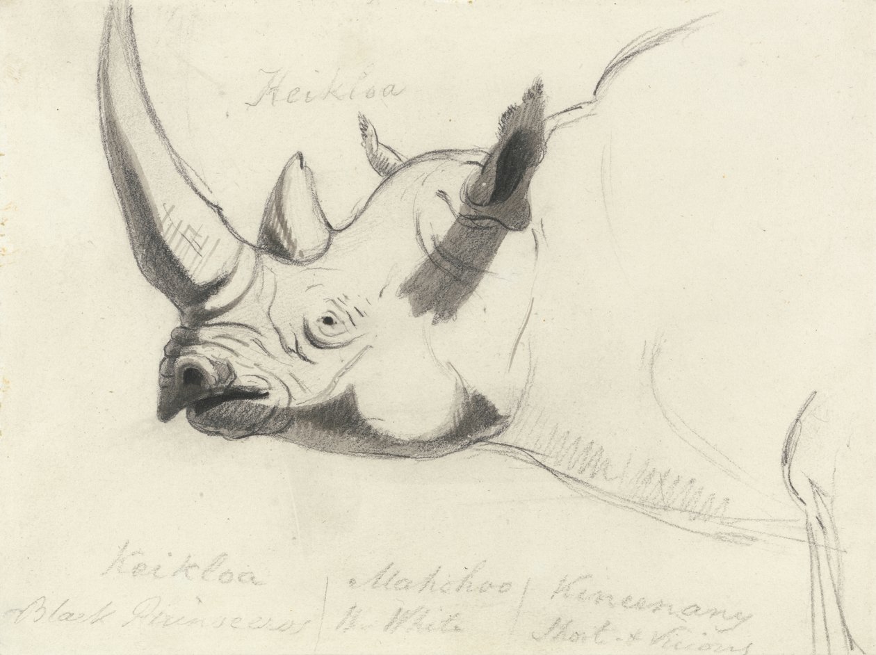 Ein Nashorn, Kopf und Schultern, nach links gewandt von Thomas Daniell