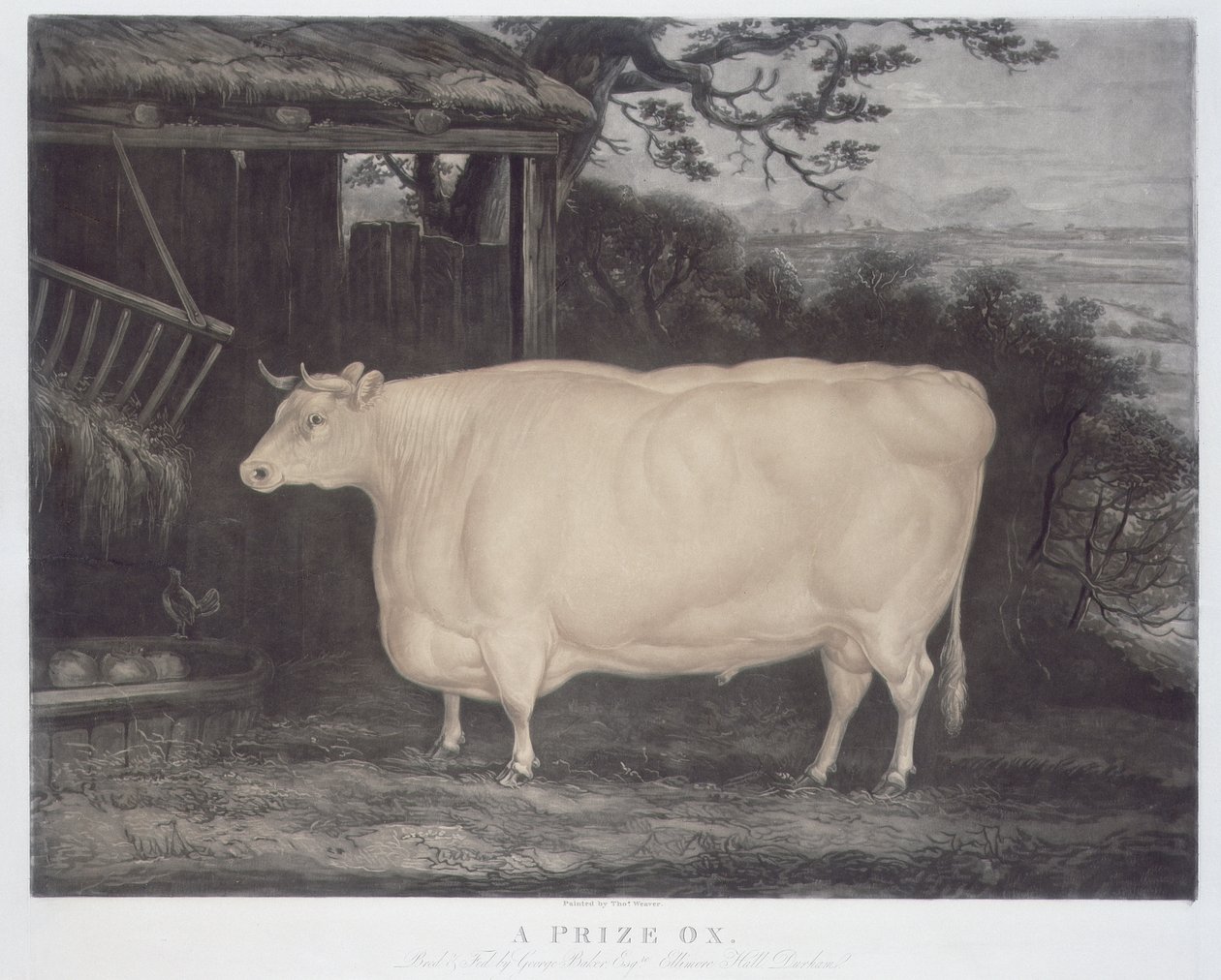 Ein Preis-Ochse, graviert von John Thompson, Smeaton, Yorks, 1831 von Thomas Weaver